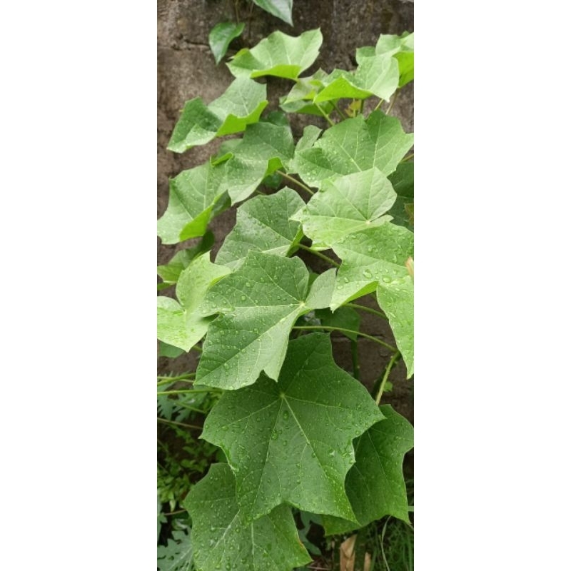 

Daun jarak perlembar