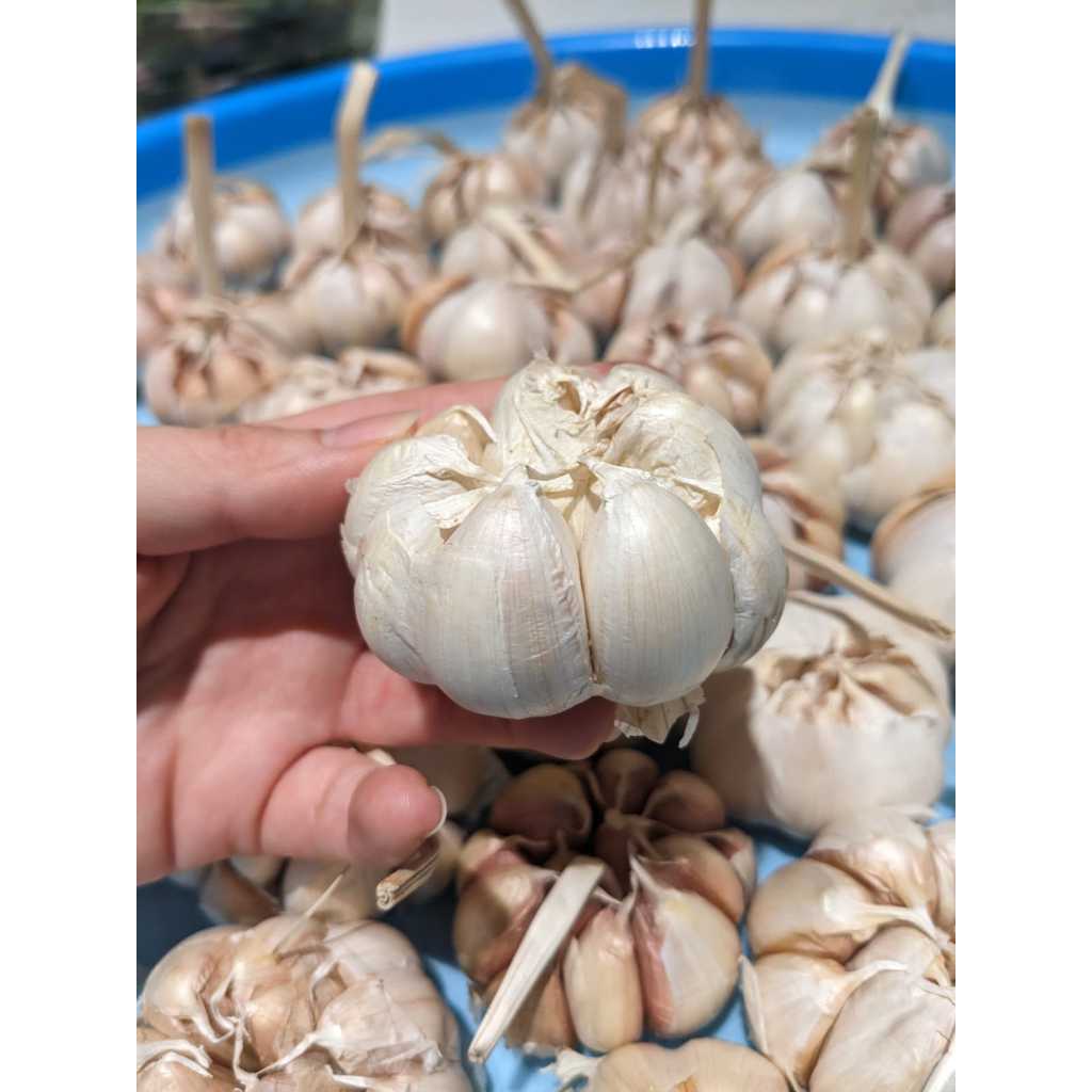 

Bawang Putih Kating Super