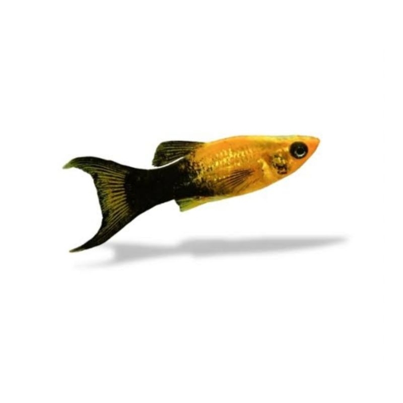 ikan hias golden black molly per ekor