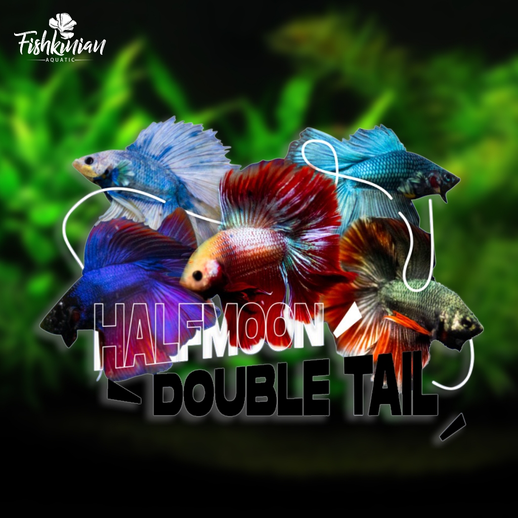 HALFMOON DOUBLE TAIL