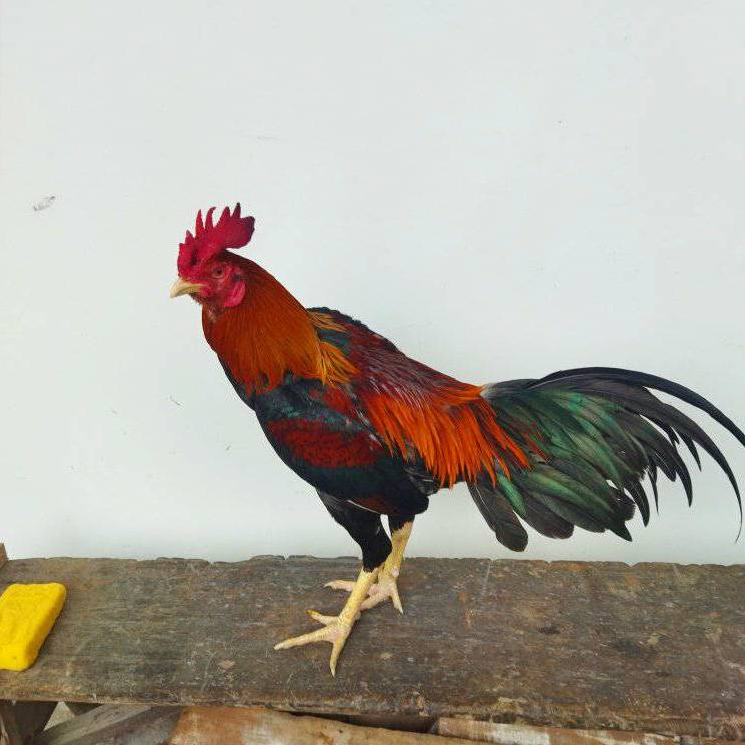 

Telur Fertil Ayam Pamangon Cembel Cliper