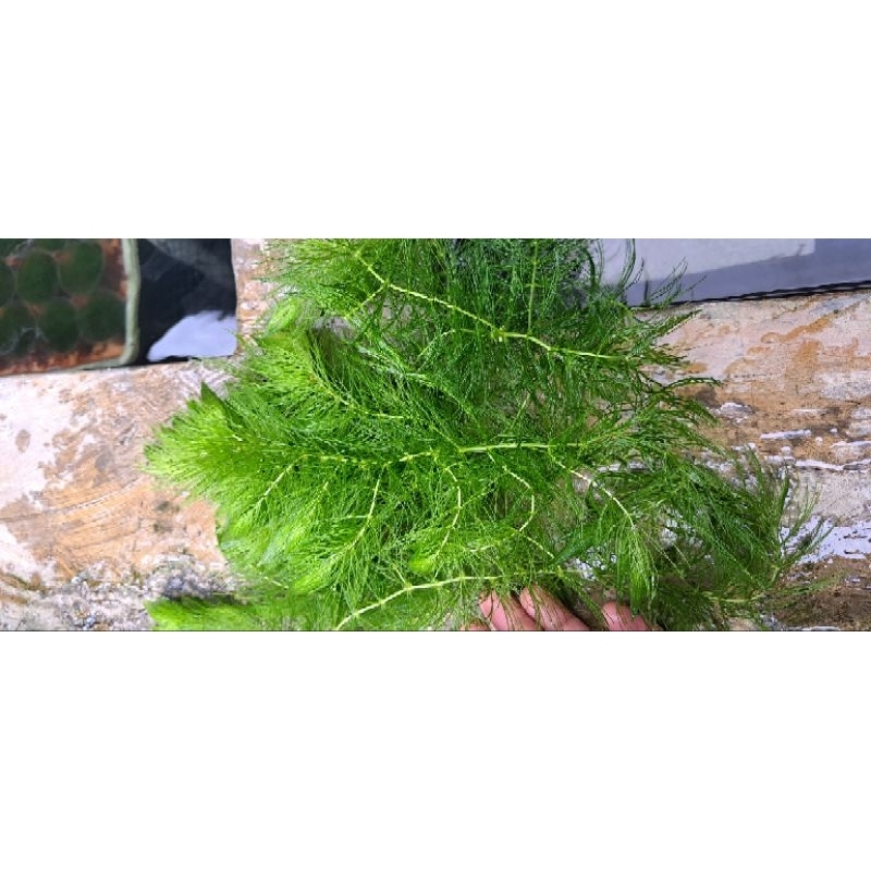 demersum /EKOR TUPAY