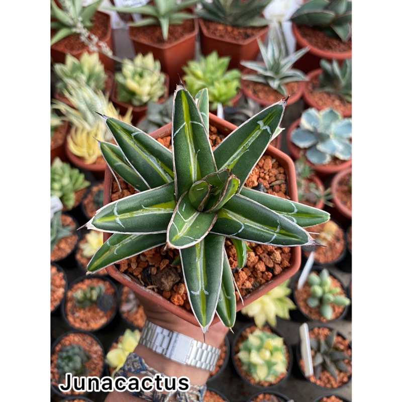 Agave Victoria Reginae Giant Leave