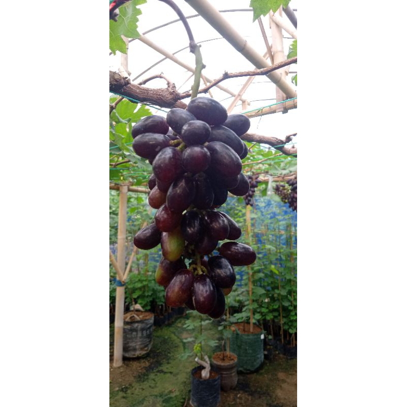 

bibit anggur import gosv