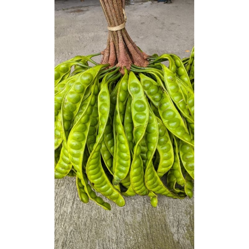 

Putri_Garden & Sayur_Segar 10 pcs Pete pendek tidak sortir