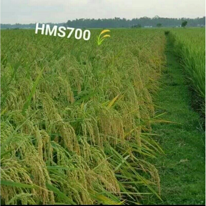 BENIH PADI HMS 700 KEMASAN 1KG