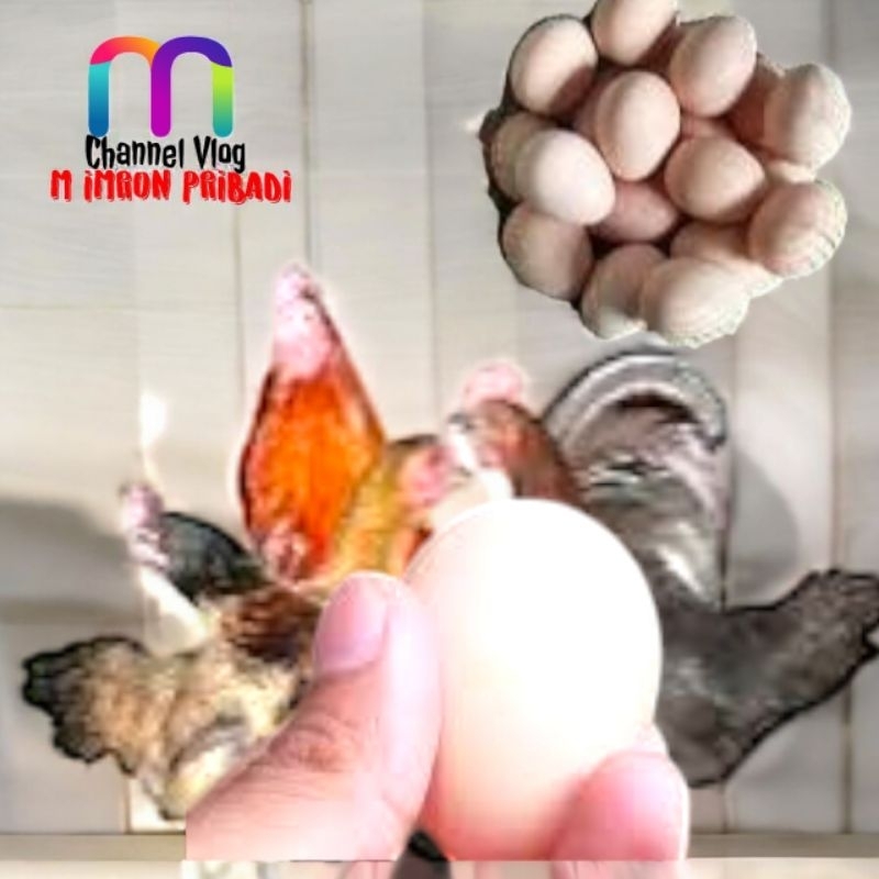 

IMRON PRIBADI Paket 2 Pcs TELUR FERTIL AYAM KUB2 Jalur PEDAGING Kwalitas Super Jaminan Menetas Hasil Peternak Profesional