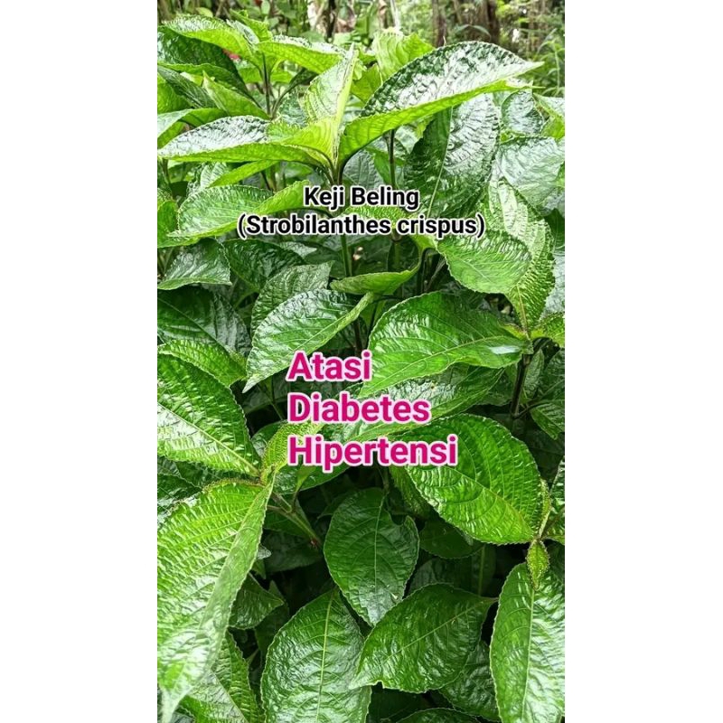 

250gr Daun Keji Beling Ki Beling Pecah BelingFress Berkhasiat (obat herbal tradisional)