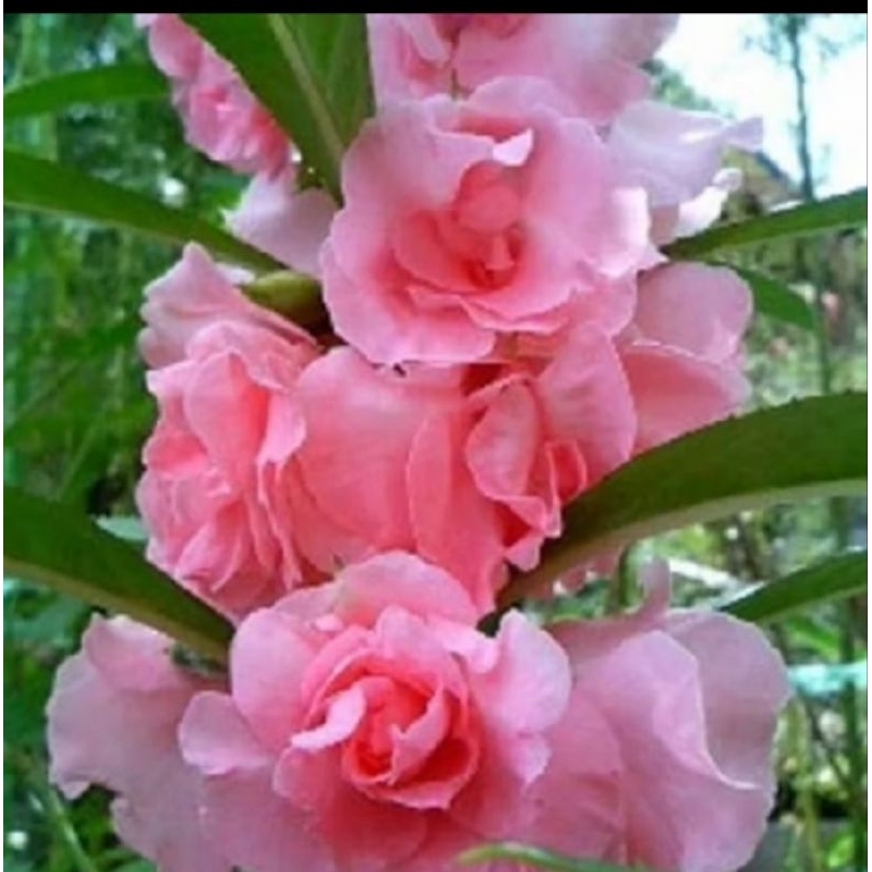 100biji pink bunga pacar air#bunga pacah#bunga pehong tumpuk mawar