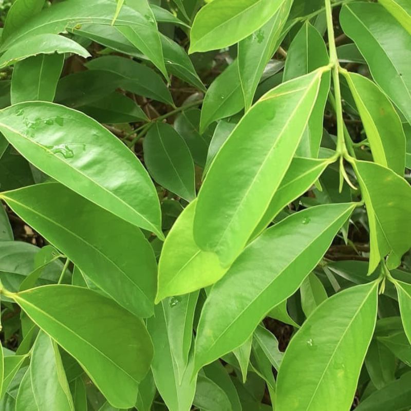 

Daun mahkota dewa segar fresh dipetik dadakan obat herbal 100 Lembar (Geratis 10 lembar)