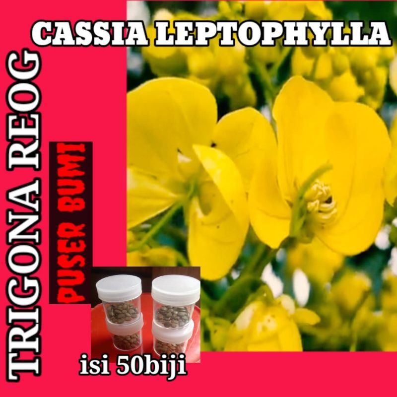 

50 biji cassia leptophylla/pengendali hama kumbang tanduk