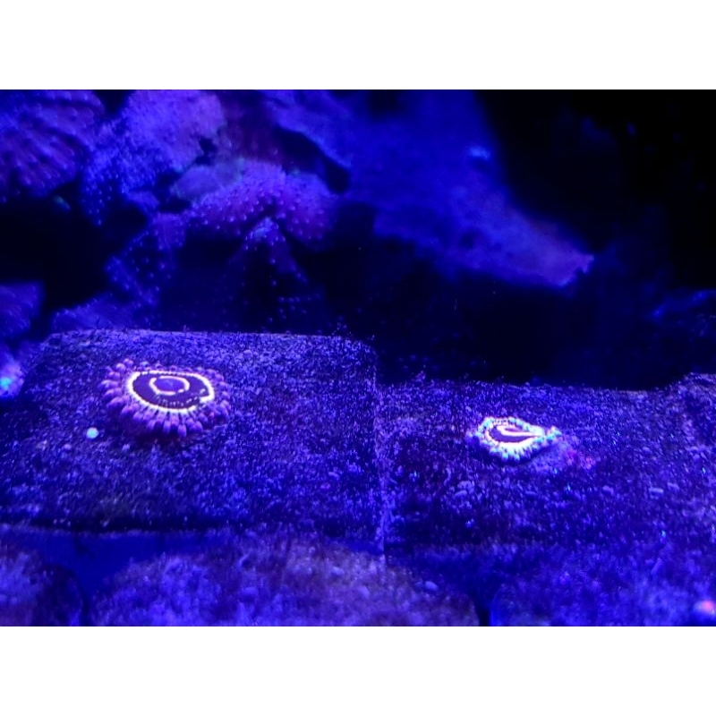 Coral Zoa Stratosfer