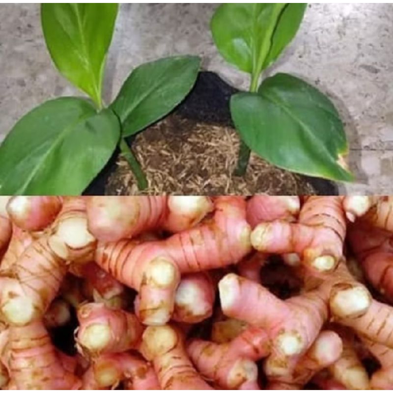 POHON LENGKUAS - LENGKOAS ASLI SIAP TANAM / TANAMAN LENGKUAS