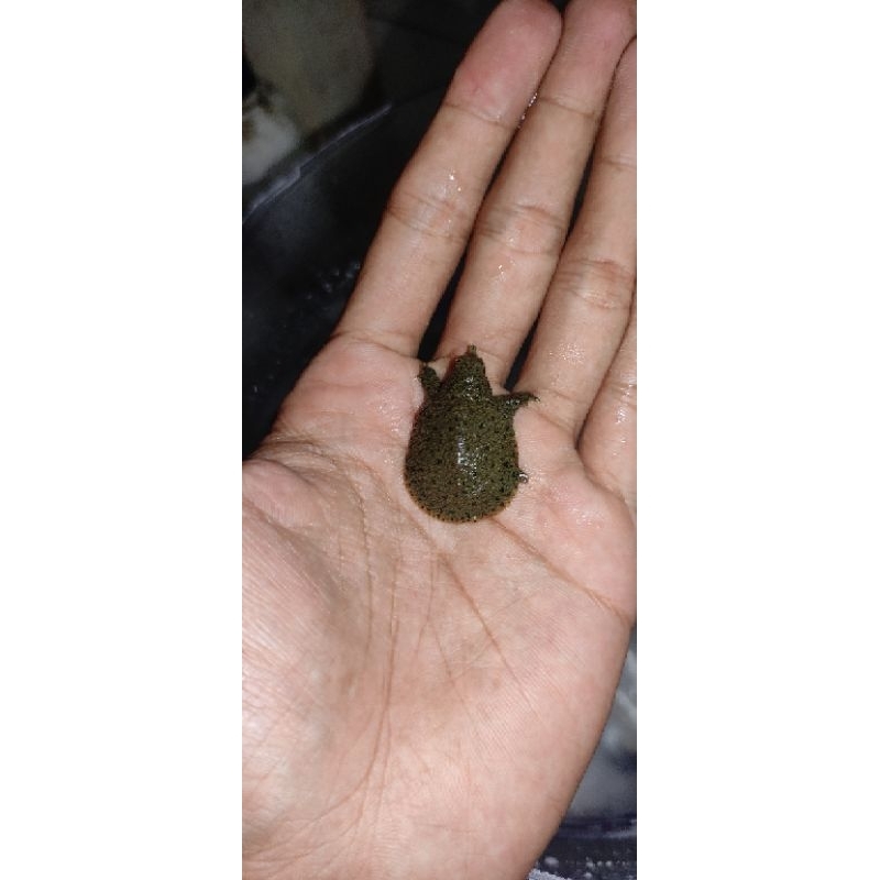 baby bulus/labi labi peliharaan aquarium