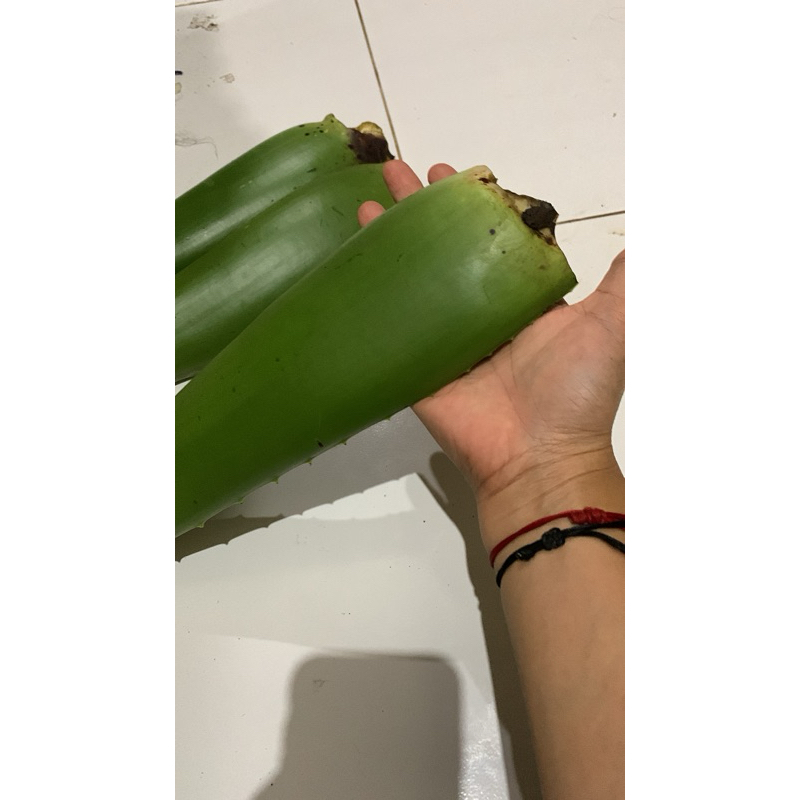 

lidah buaya jumbo