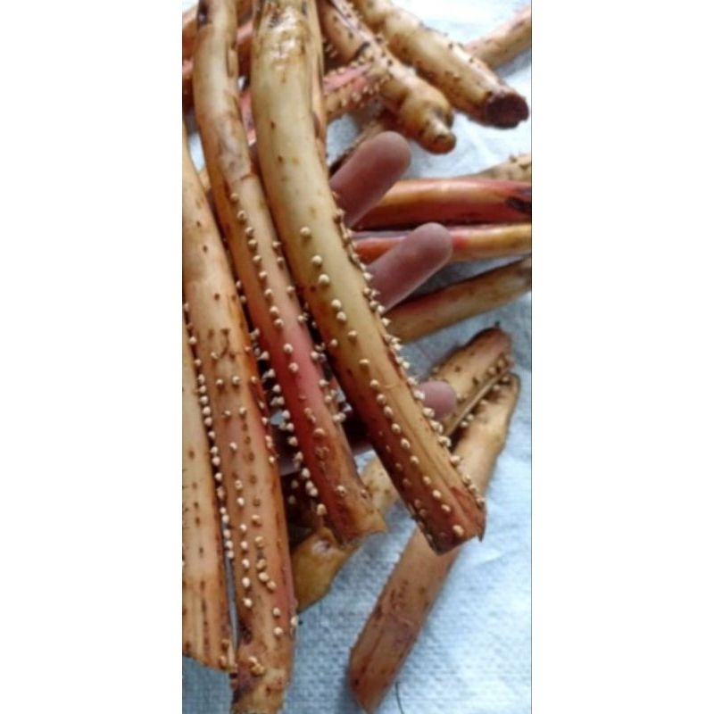 

Akar pinang muda Fresh 200 gram/akar pinang -jambe (herbal alami)