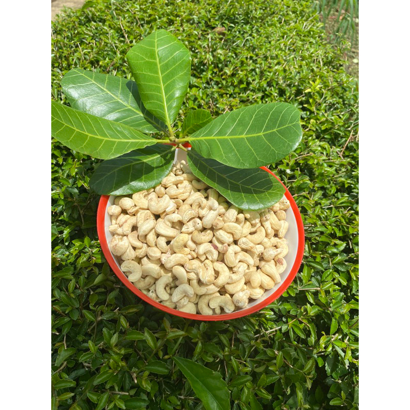 

Kacang Mete Mentah Khas Wonogiri
