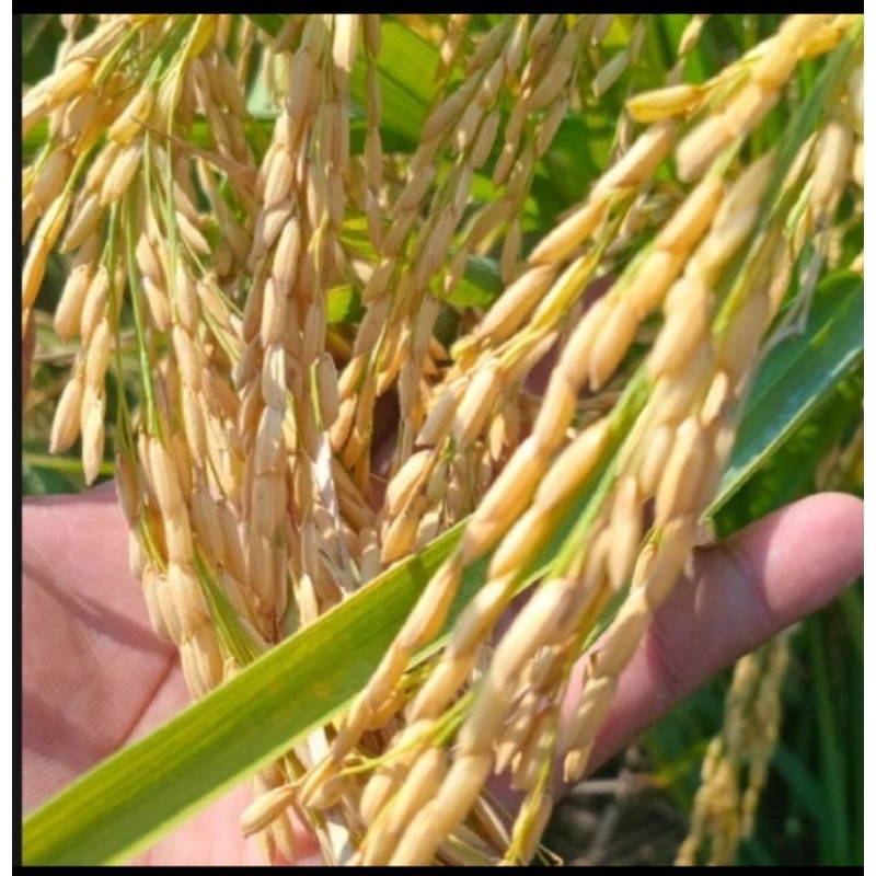 Benih Padi CILAMAYA MUNCUL Super Unggul 1 kg