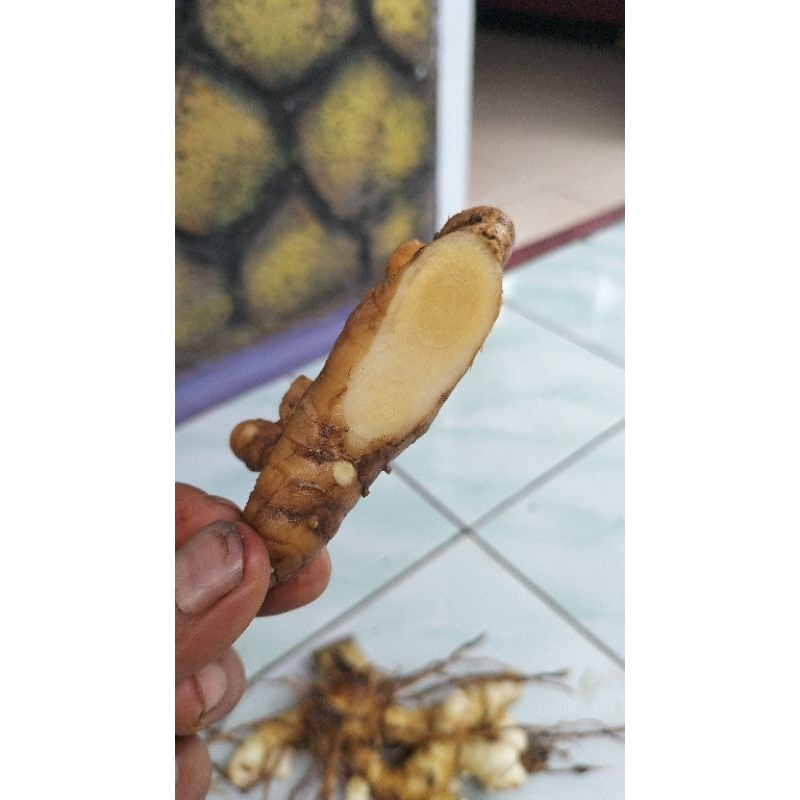 

kunyit putih asli alam