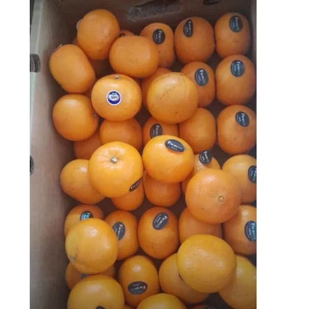 

Jeruk Wogan Mandarin