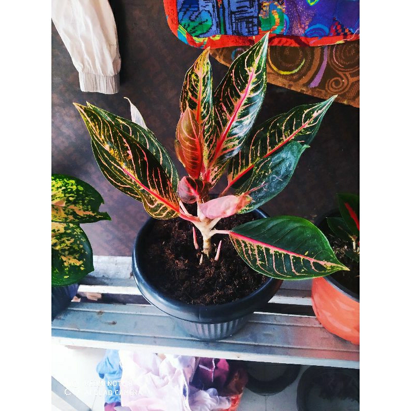 aglonema red sumatra