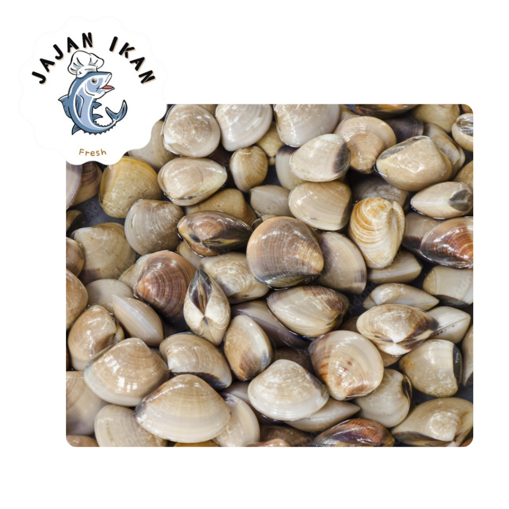 

Kerang Tahu [JAJAN IKAN] Kerang tahu kerang kepah 1kg