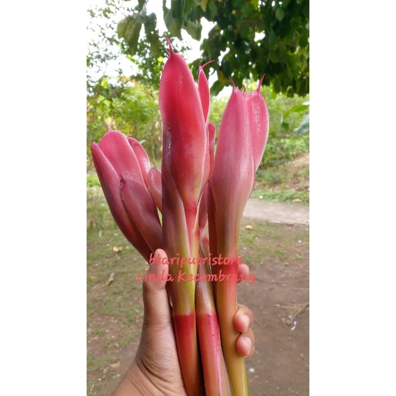 

FREE KECOMBRANG KUNCUP/MEKAR