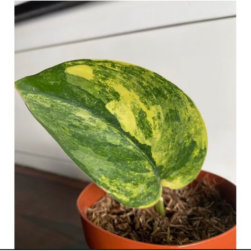 stars_plant~Scindapsus Jade Satin Variegata Aurea Yellow