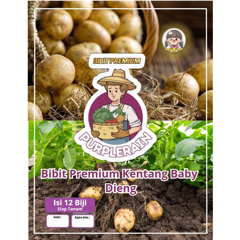 Bibit Premium Kentang Baby Dieng | Biji Benih Kentang Dieng | Kentang