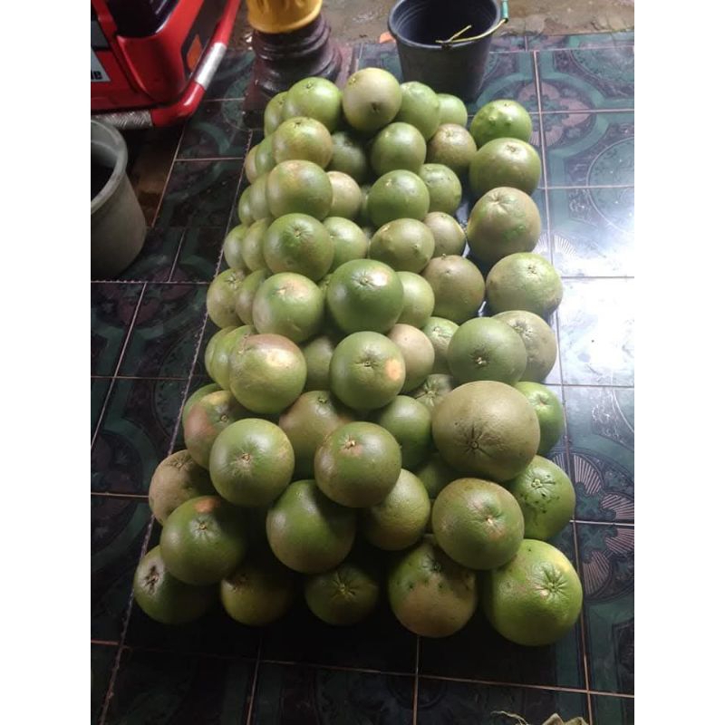 

jeruk pamelo madu pati tanpa biji ukuran 6-8 ons 20 BUAH bergaransi manis