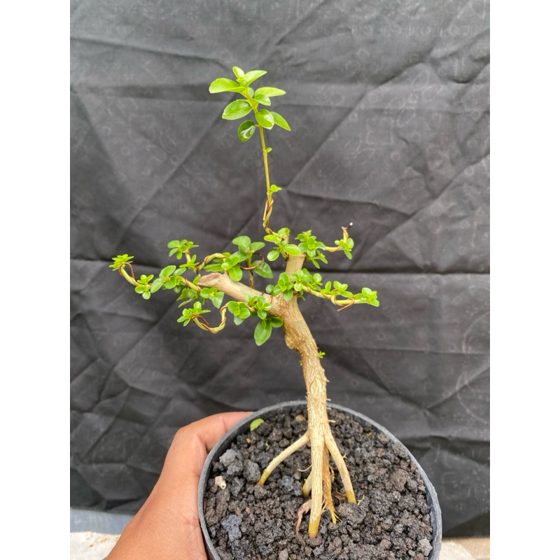 bonsai mini mame sancang