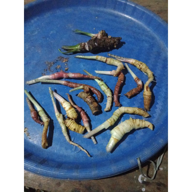 bongolan alokasia zebrina 10pcs