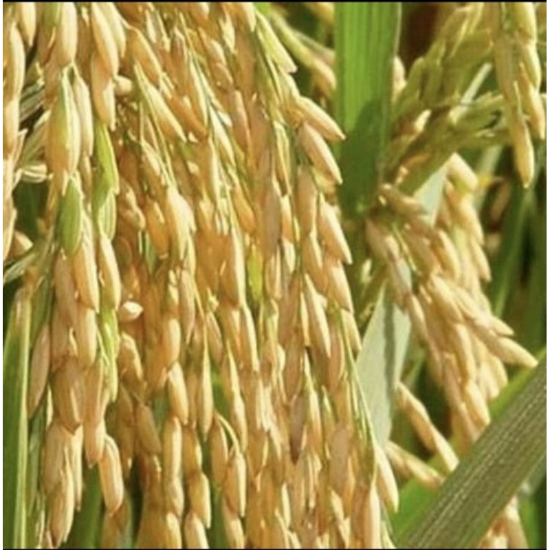 BENIH PADI INPAGO 13 KEMASAN 1KG