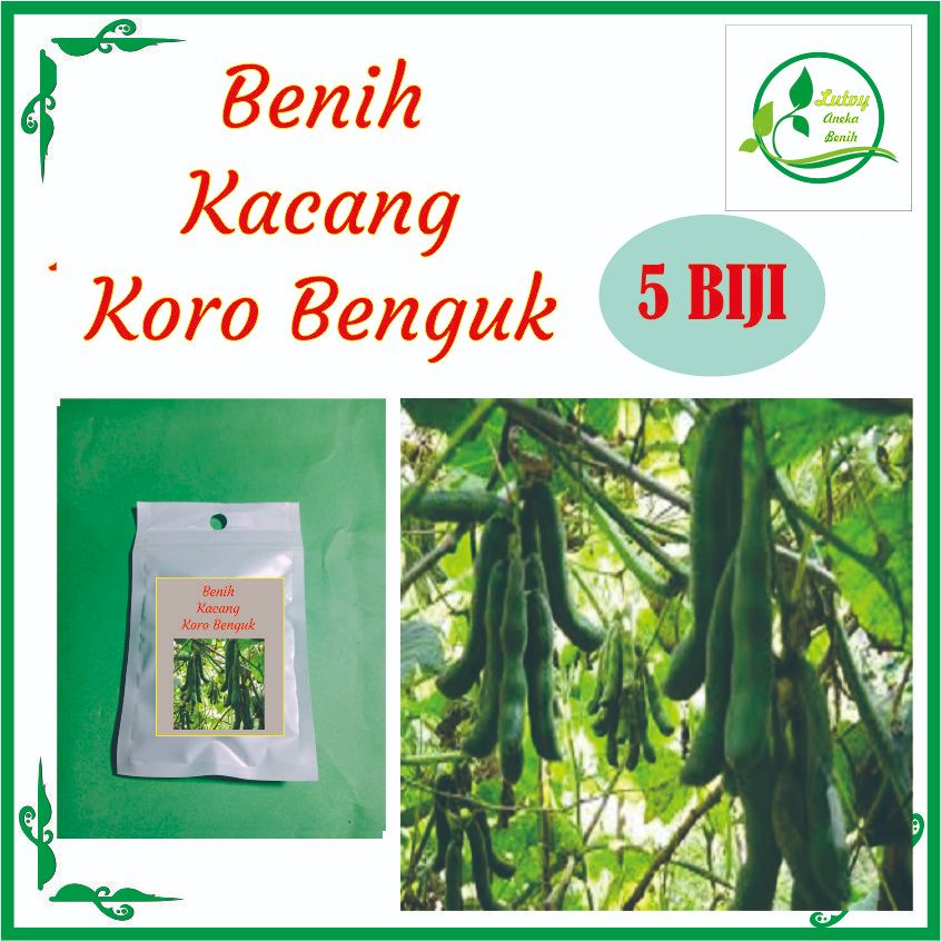 BENIH KACANG KORO BENGUK ISI 5 BIJI