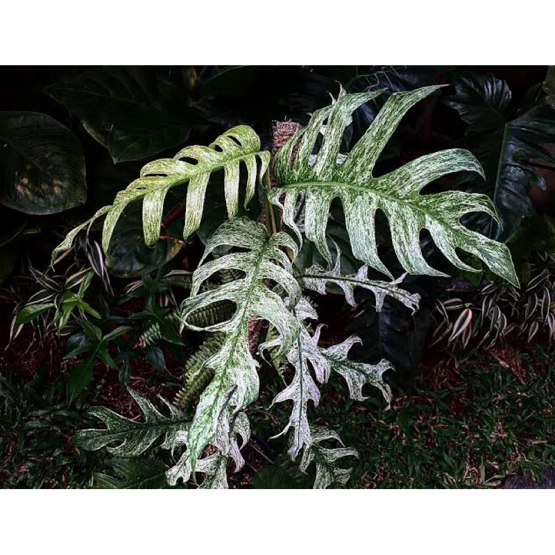 Tanaman Hias Epipremnum White Dagger Sp. Sulawesi 1-2 Daun / Tanaman Endemik Hutan Sulawesi Rare