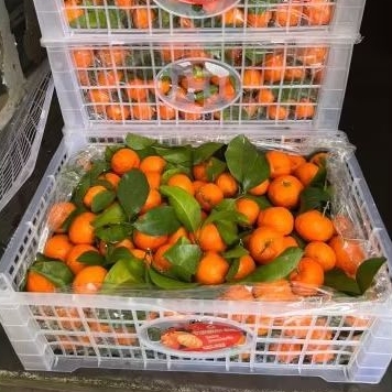 

Buah Jeruk Santang Birma Yumsun Jual Per 1 BOK Krat