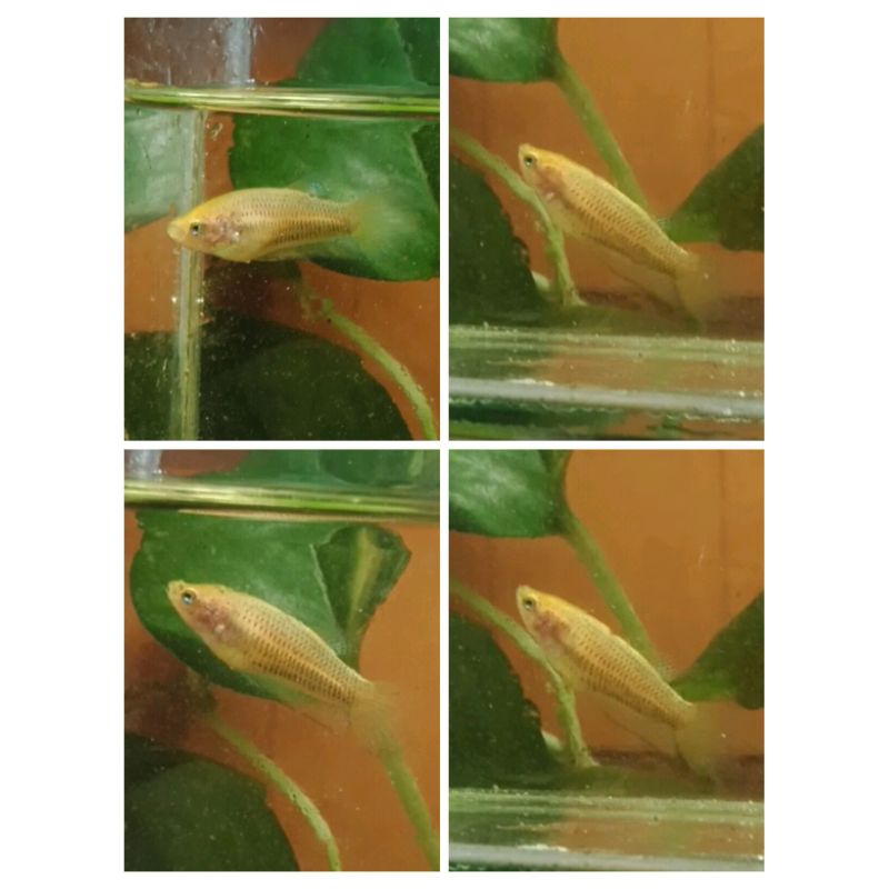 betina (female) cupang alam wildbetta splendens yellow