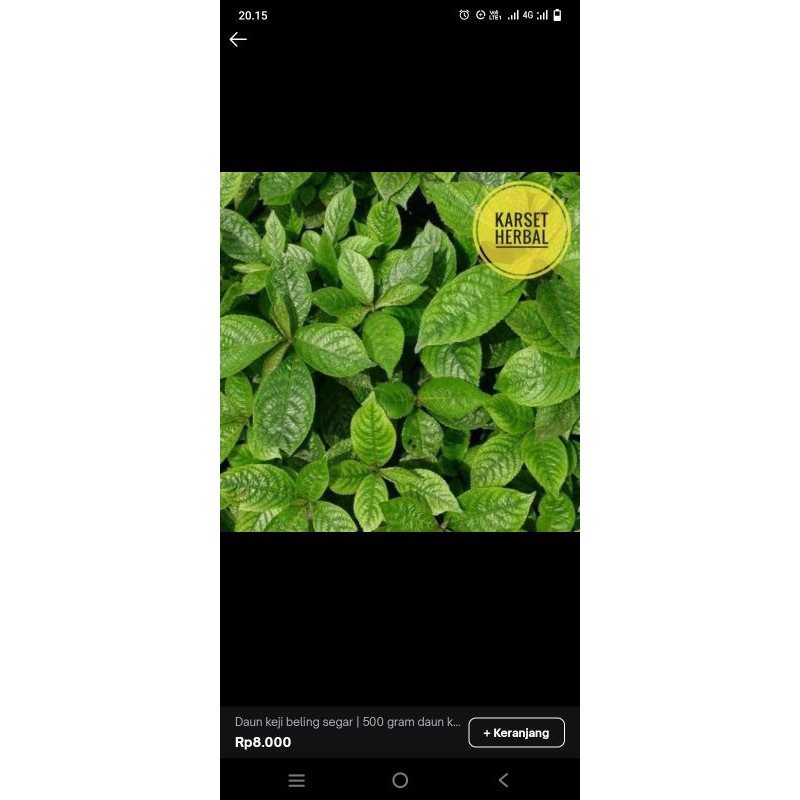 

New pecah beling Terlaris daun keji beling 1kg/ pecah beling/ batu ginjal