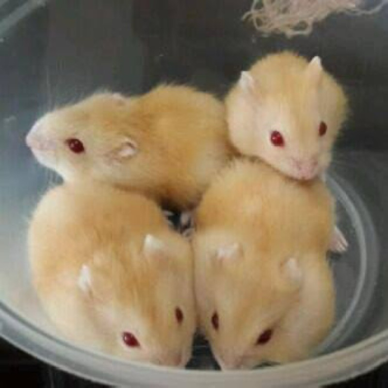 Hamster Winter White Golden Red Eye Anakan