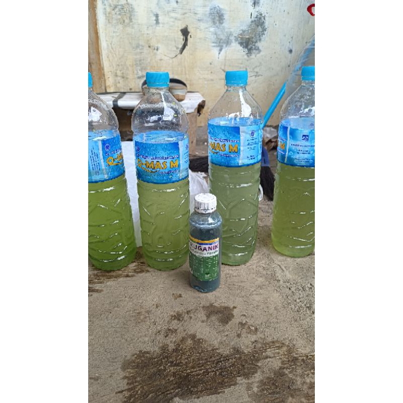 

air hijau spirulina pakan kutu air dm