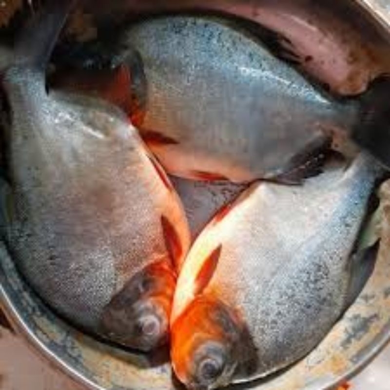 

ikan bawal ikan segar berat 500gram