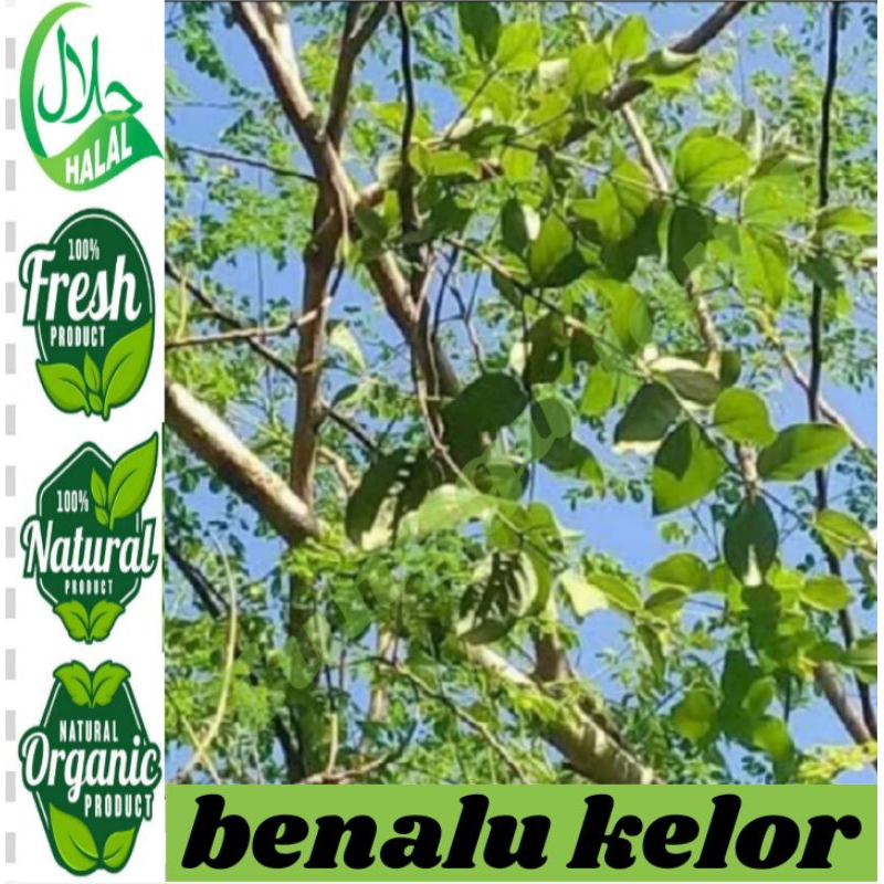 

BENALU KELOR ORIGINAL 200 GRAM