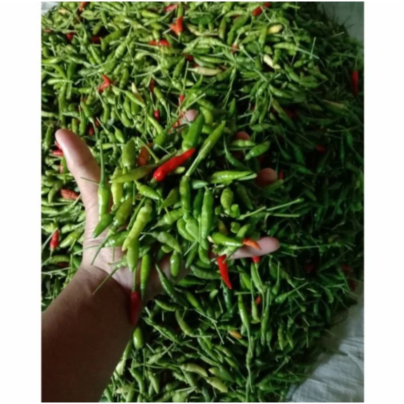 

cabai rawit (500g)