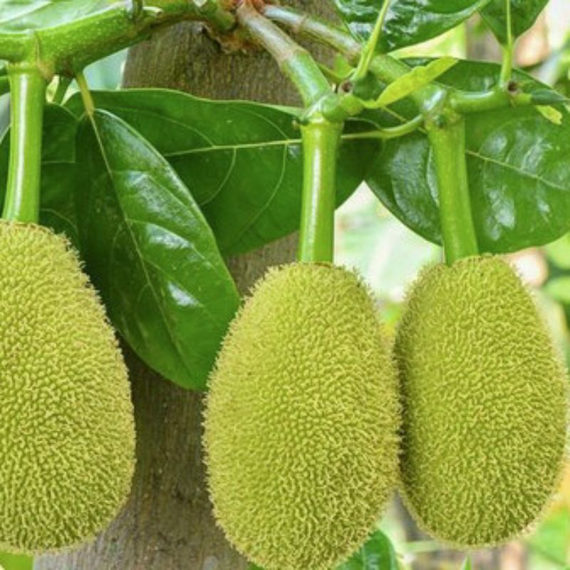 

Nangka pentil nangka muda segar fresh dipetik dadakan 10 butir