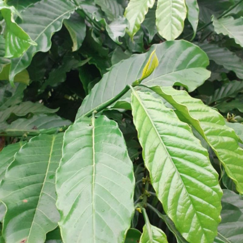

Fresh Daun Kopi Basah 100gr