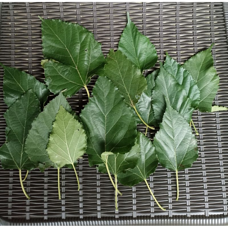 

Daun Murbei Asli Fresh Murah Meriah Cocok untuk Teh Diet Herbal