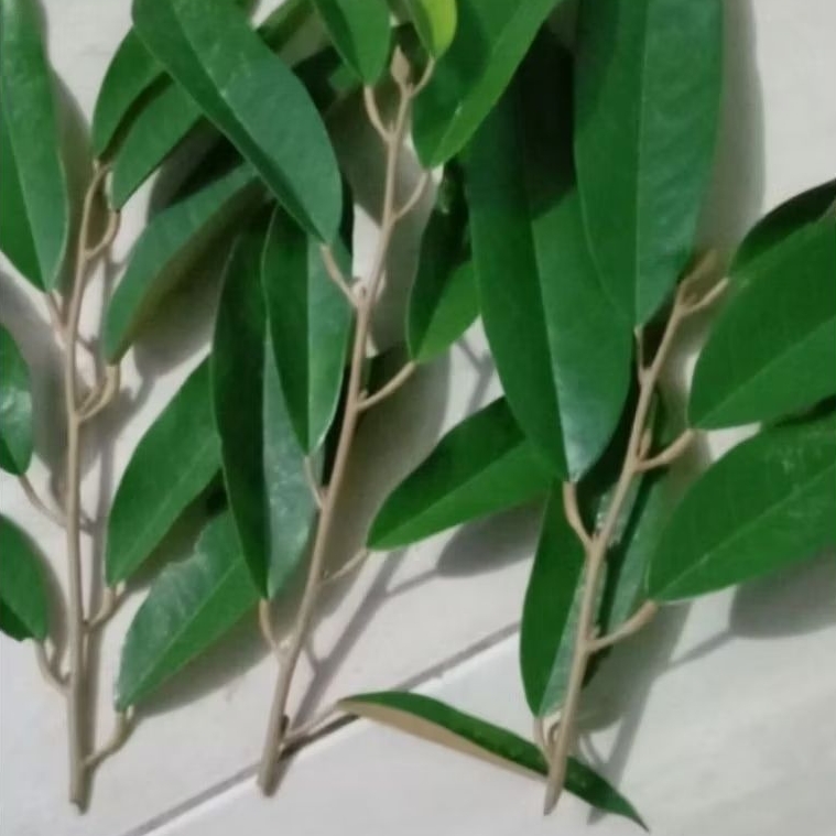 Entres Durian Musangking, Duri Hitam, Super Tembaga, Montong dan Bawor