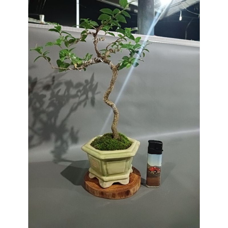 bonsai sakura micro bonsai jadi bonsai mini bonsai kecil bonsai mame bonsai shito