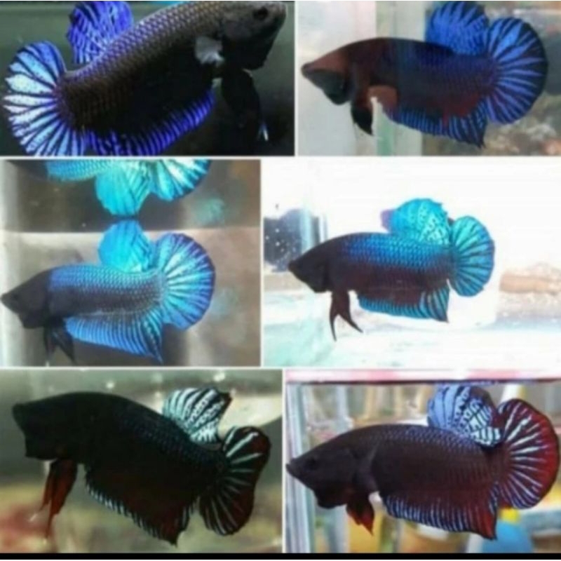 

HIASAN AQUARIUM/CUPANG BAGAN JANTAN