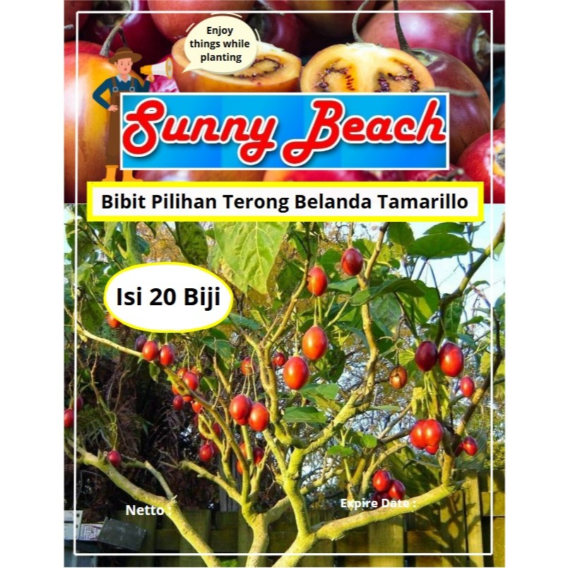 Bibit Pilihan Terong Belanda Tamarilo |Benih Terong tamarillo |Terong Belanda